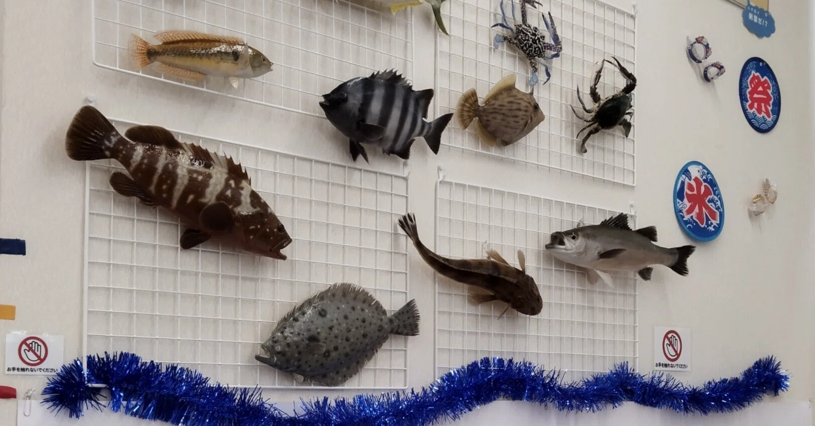 魚道部！ 剥製師 力石 眞弘展｜魚道部！/ 剥製師 力石眞弘 (ﾁｶﾗｲｼ ﾏｻﾋﾛ)