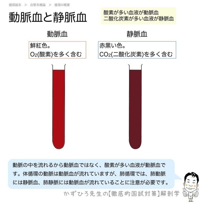 循環器系-21-04-動脈血と静脈血-SQ