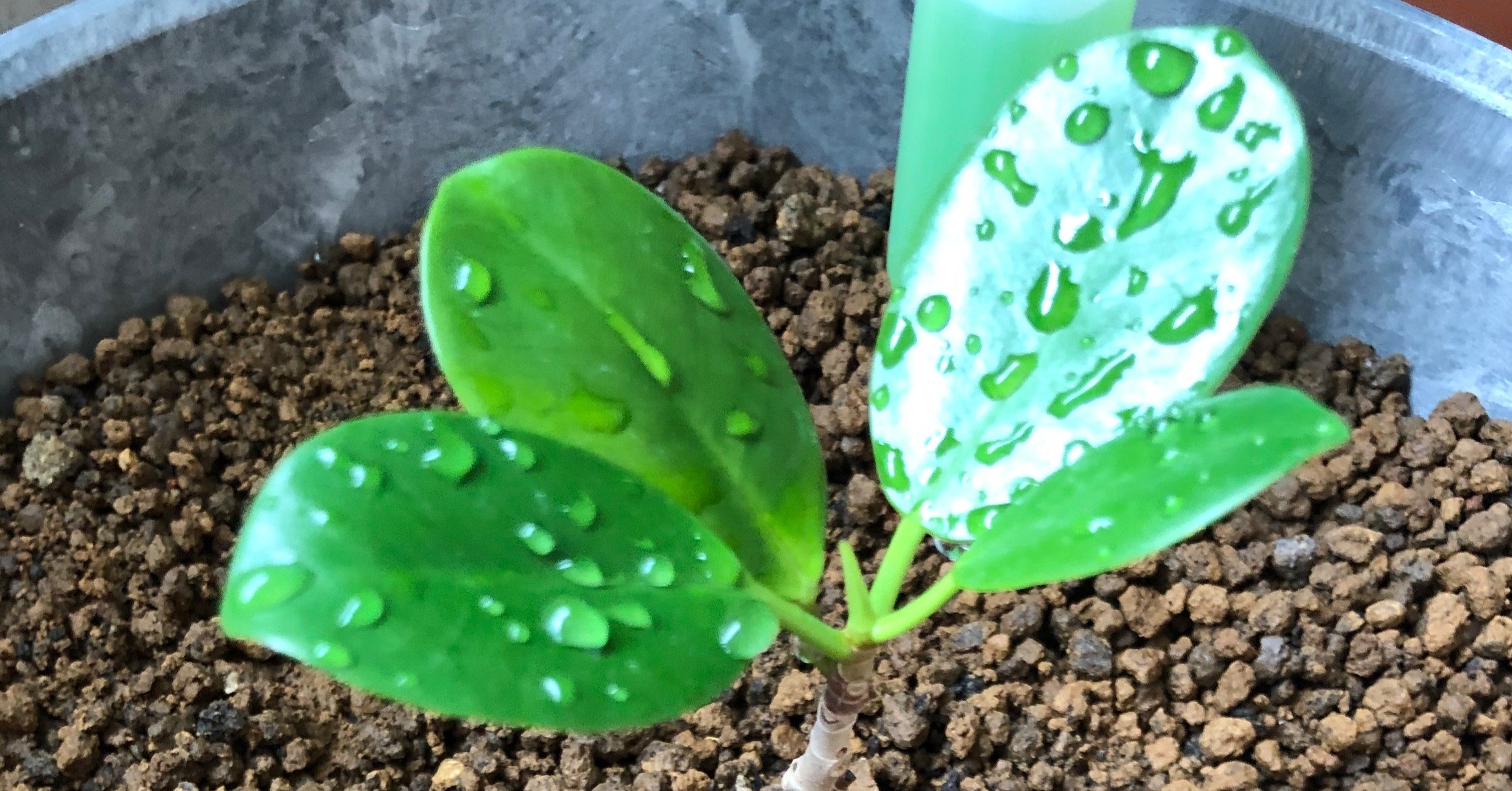 ガジュマルが病気になった話 Note