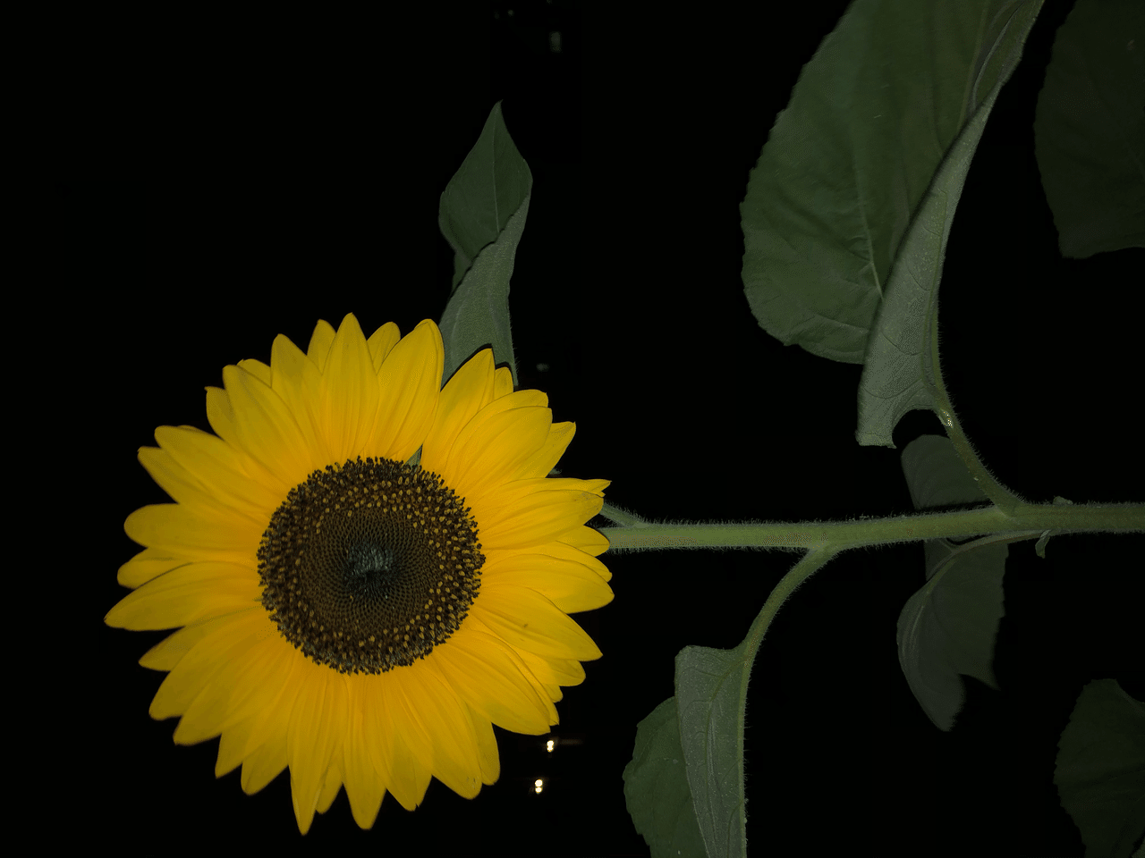 先日夜の散歩で見つけました ミスチルの歌詞みたいな この雨風にも無事に耐えてくれているといいなぁ また会いたいです アクア Note