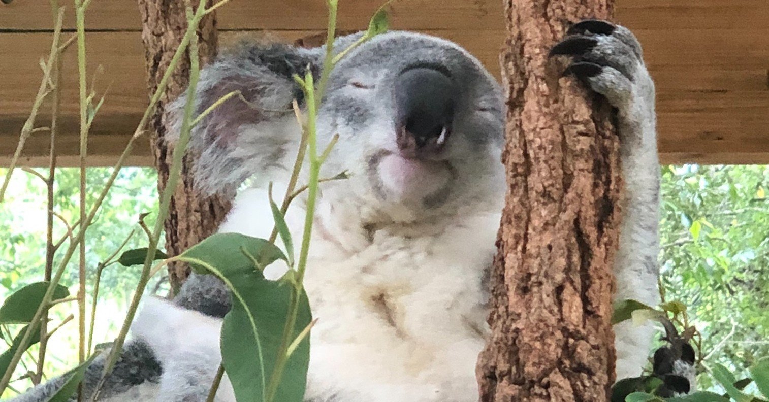 Lone Pine Koala Sanctuary オーストラリア語学留学 Nao Note