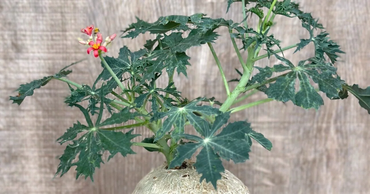 ヤトロファ・カタルティカ 錦珊瑚 美球 鉢植え発送 錦珊瑚
