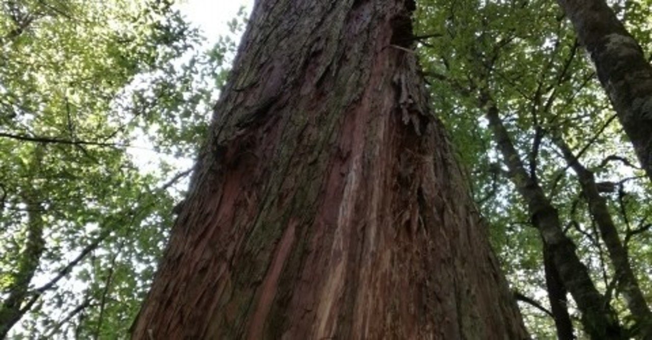 世界一 高い木 世界旅行 Note 世界一 高い木 世界旅行 Note