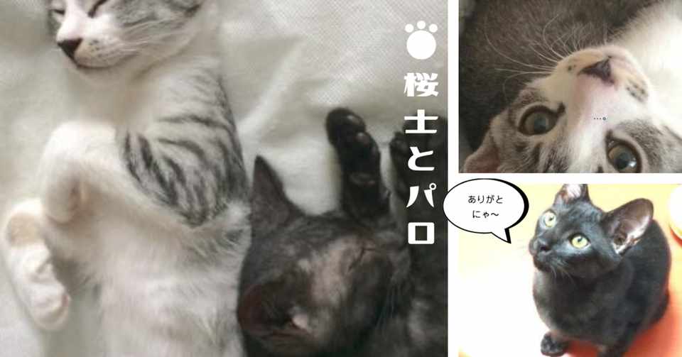 お返事する猫 You Mou Note