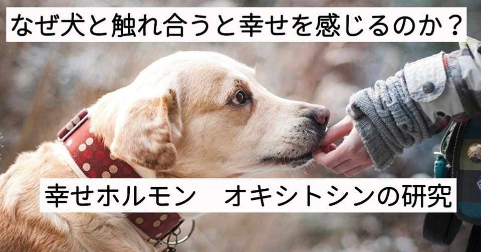 なぜ犬と触れ合うと幸せを感じるのか 幸せホルモン オキシトシンの研究 竹村祐輝 サイエンスジャーナリストの卵 Note