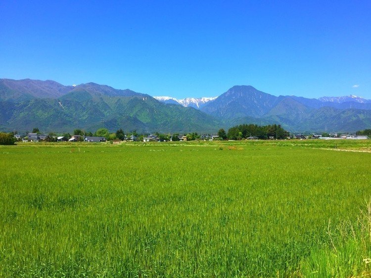 初夏の麦畑は一面が柔らかな緑色に染まって、とても綺麗。http://cnwriting.hatenablog.com/entry/wheat-field