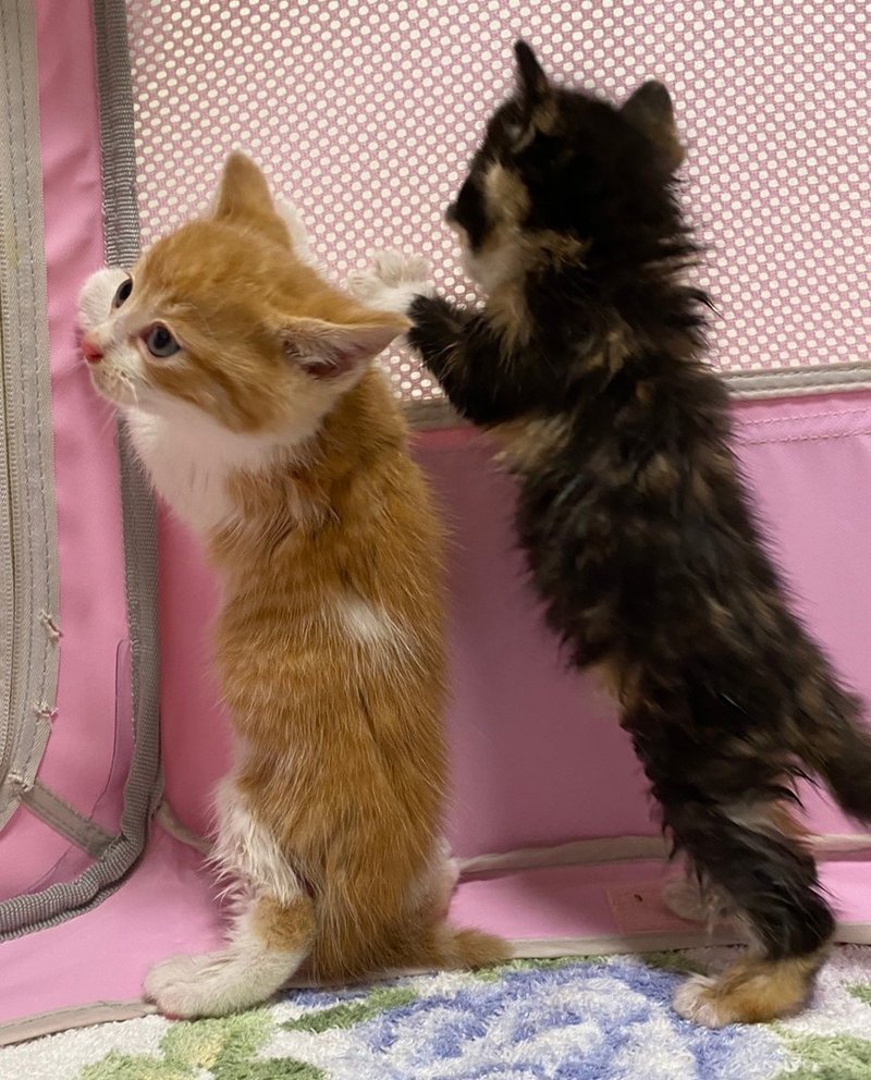 多頭飼いのススメ しっぽのしらべ Note