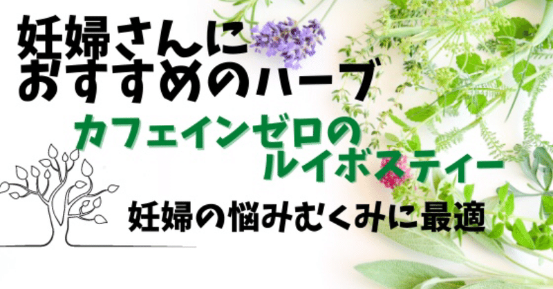 妊婦の足のむくみ解消におすすめなハーブの種類ルイボスティー ちょこび ハーブコーディネーター見習い Note