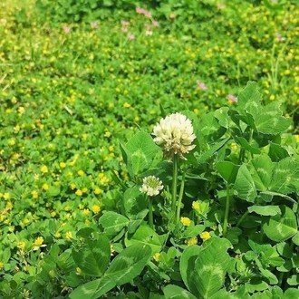 英語 の壁 まふまふ Note