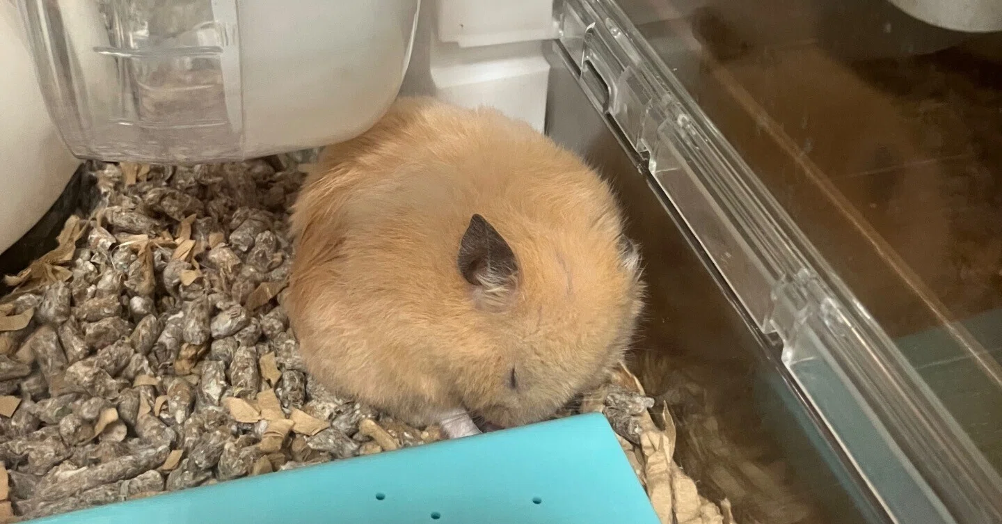 ハムちゃんのこと｜kakoさん