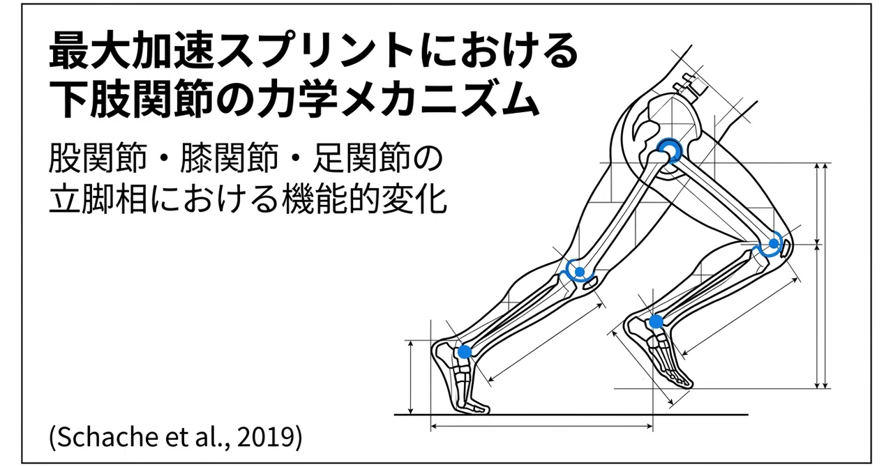 最大加速スプリントにおける下肢関節の力学的特性
