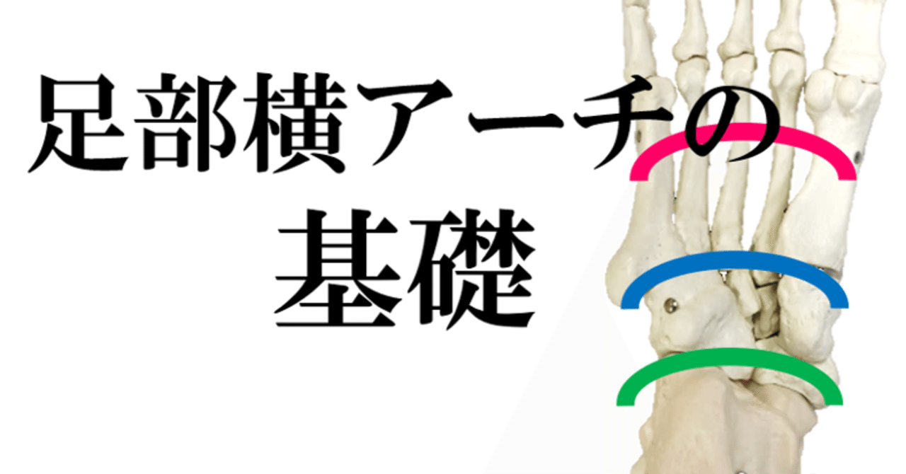 足部横アーチの基礎 Y K Note