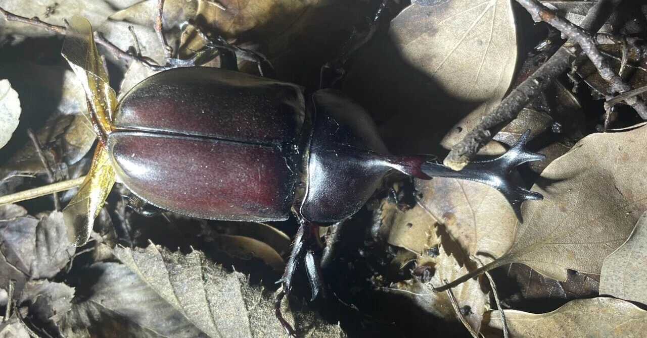 夏休みのお父さんへ】子どもにカブトムシを採らせたいなら、知っておき