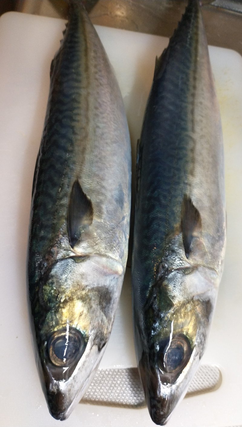 魚柄仁之助の生活防衛レシピ 第19回 うおつか流台所リストラ術 ひと月9000円の快適食生活 Note