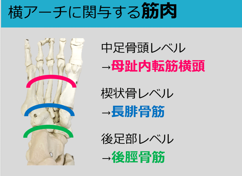 足部横アーチの基礎 Y K Note