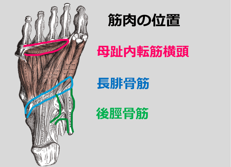 足部横アーチの基礎 Y K Note 足部横アーチの基礎 Y K Note