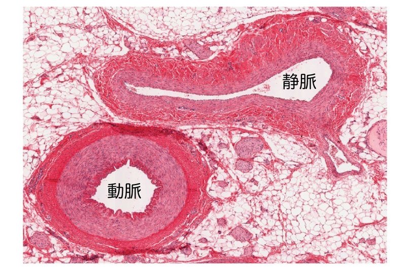 循環器系-212-05-動脈と静脈（動脈は円筒形・静脈は平たい）-図