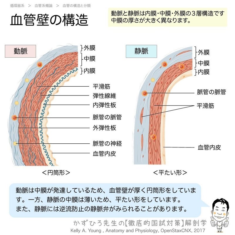 循環器系-212-05-血管壁の構造-SQ