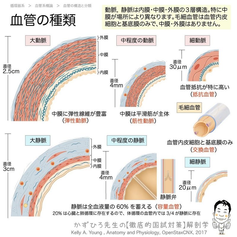 循環器系-212-06-血管の種類-SQ