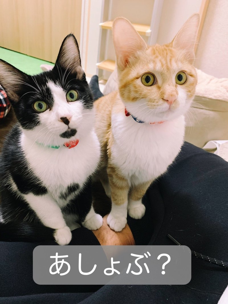 縁起 の いい 名前 猫 縁起 の いい 名前 猫