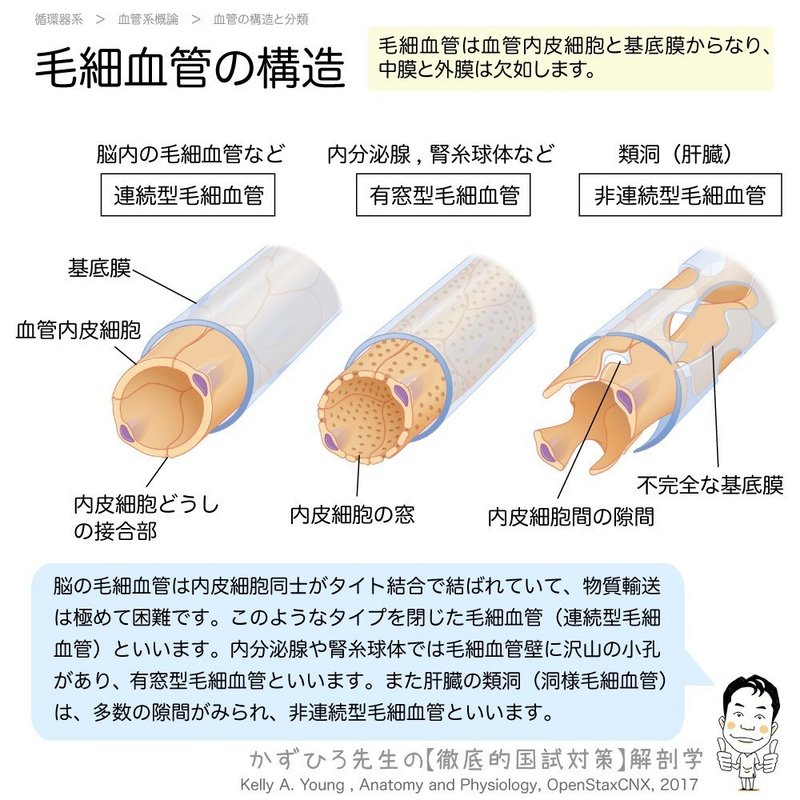 循環器系-212-13-毛細血管2-SQ