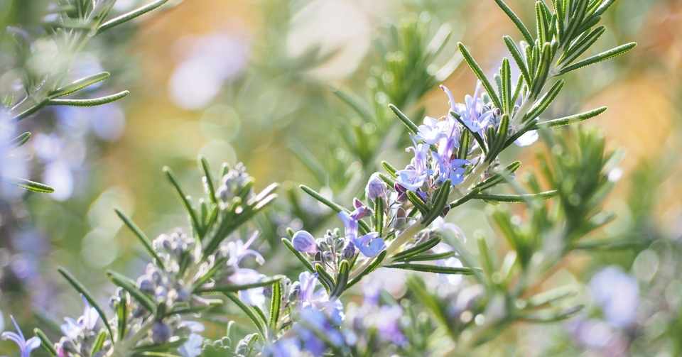 若返りのハーブ ローズマリー Yui Note