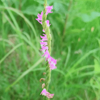 銀杏 イチョウ こん Note