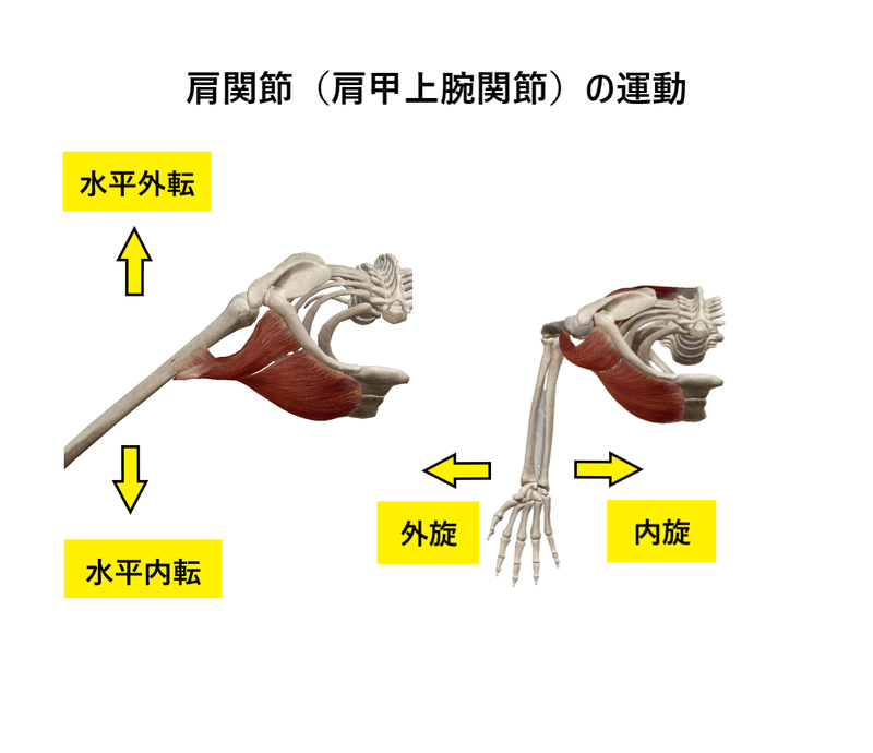 肩関節（肩甲上腕関節）の動き02