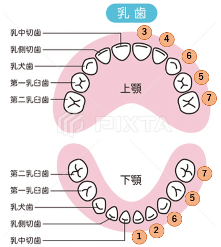 歯が生える順番