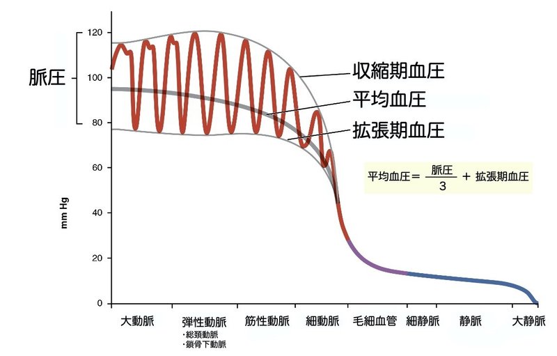 【徹底的国試対策】2-1 循環器系 - 血管系概論.045