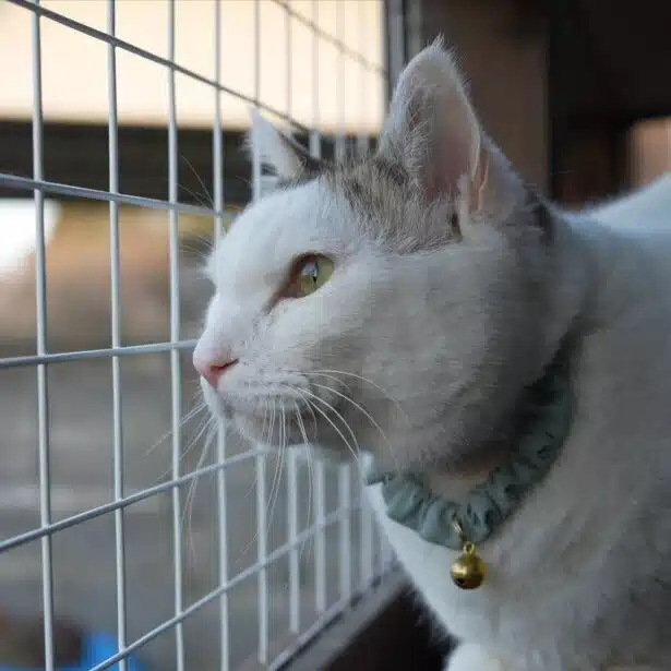 シロの飼い主