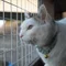 シロの飼い主