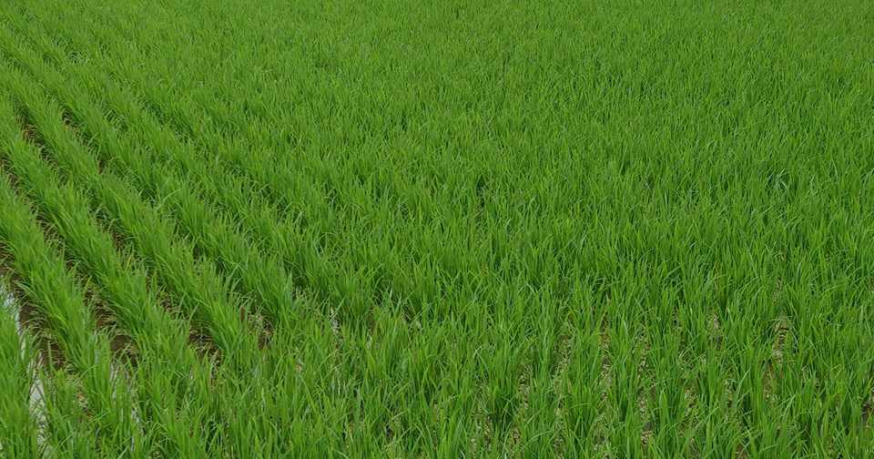 緑の整列 Hana 言葉の海 Note