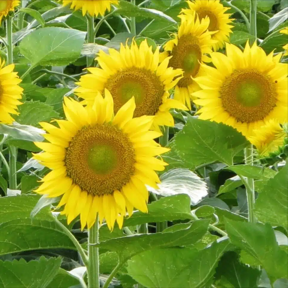 よみたろう