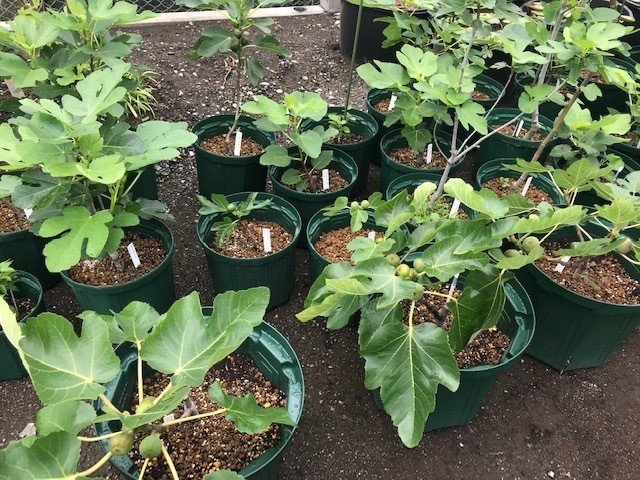 植え替え続く イチジク 世界のいちじく育てよう まるはち果実園 Note