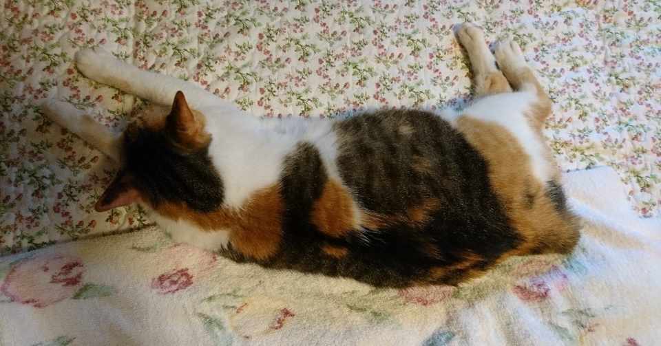 尻尾がない三毛猫 音和るこ Note
