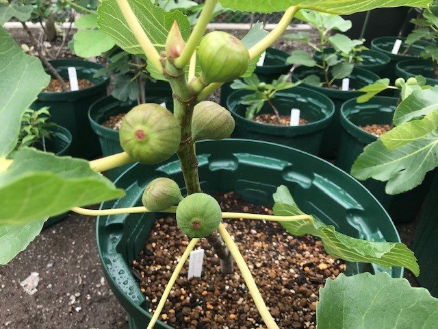 植え替え続く イチジク 世界のいちじく育てよう まるはち果実園 Note 植え替え続く イチジク 世界のいちじく育てよう まるはち果実園 Note