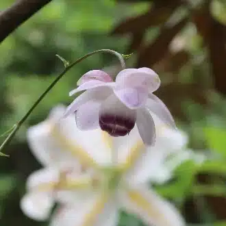 negiplus