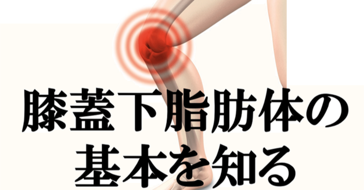 膝蓋下脂肪体の基本を知る Y K Note