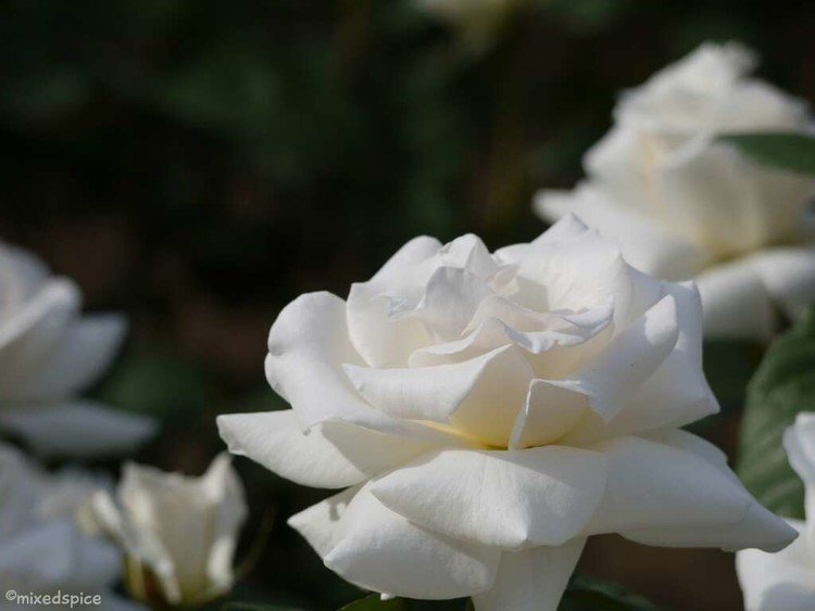 2014年5月　神代植物園