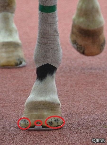 競走馬の疾患 蹄汚い Jrdb 競馬アラカルト Note