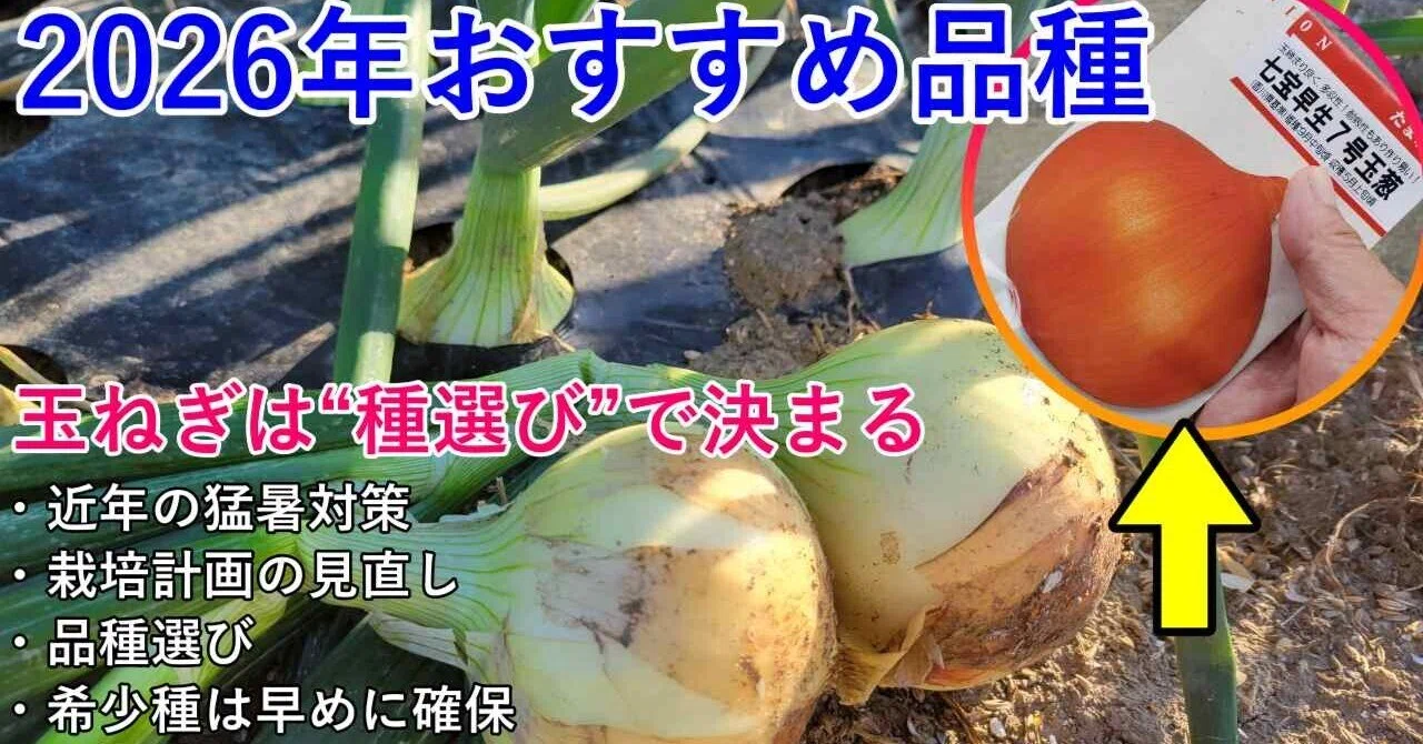 2026】早生玉ねぎは“種選び”が9割／暑さに強い品種だけ紹介します