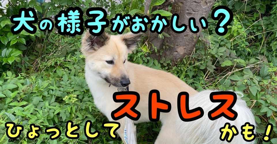 犬の様子がおかしい その症状ストレスかも 犬もストレス感じます ドッグライフサポーター 獅子パパ Note