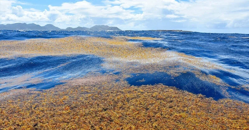 浜を掃除しても終わらない　～メキシコ・カリブ海、記録的な海藻漂着と対策～