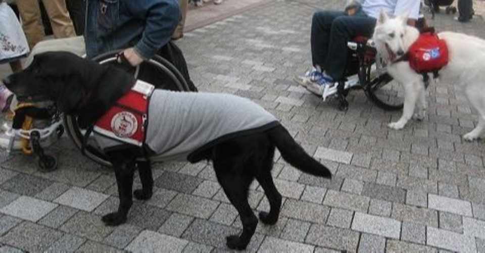 補助犬が屋形舟に乗る ゆんみ Note