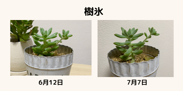 多肉植物の正解がわからない すうさんの雑記note Note 多肉植物の正解がわからない すうさんの雑記note Note
