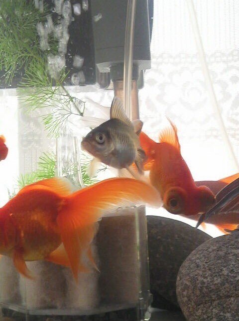 命の話 おっぱにくん Note