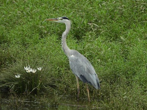 第1143回 いろんなサギ｜翆野 大地