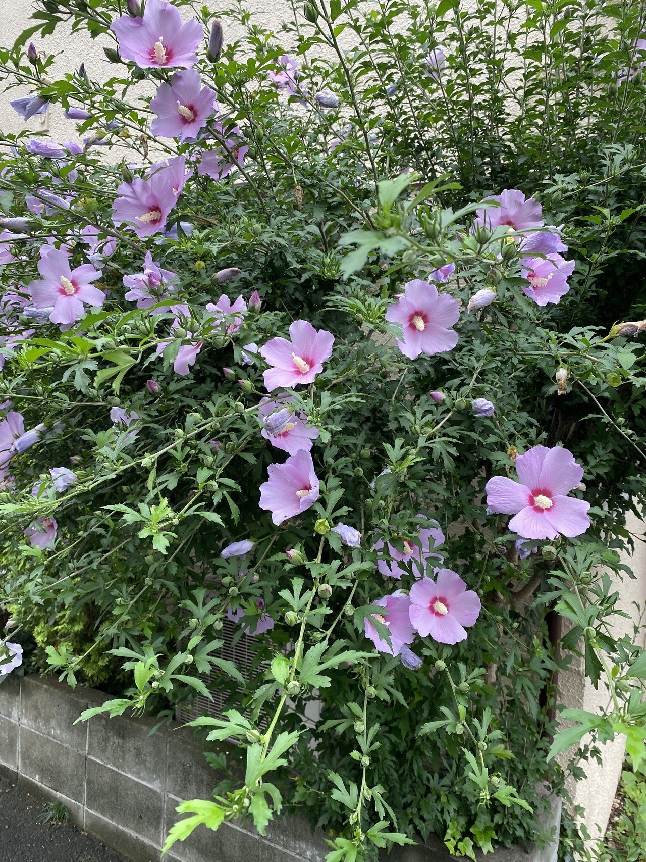 木実の名は 11 ムクゲ 韓国の国花なんだね さとなお 佐藤尚之 Note 木実の名は 11 ムクゲ 韓国の国花なんだね さとなお 佐藤尚之 Note