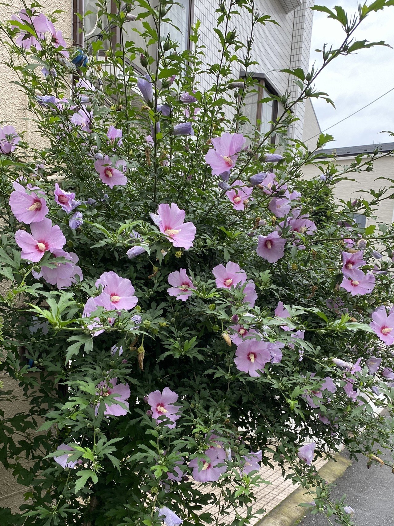 木実の名は 11 ムクゲ 韓国の国花なんだね さとなお 佐藤尚之 Note 木実の名は 11 ムクゲ 韓国の国花なんだね さとなお 佐藤尚之 Note